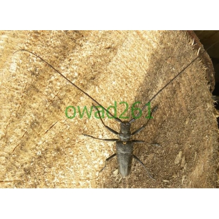 Monochamus sartor Fabricius, 1787 male Żerdzianka krawiec